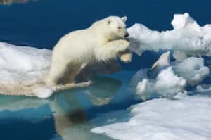 Svalbard Better Moments Sisse Brimberg Polar bear