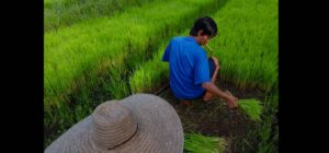 Thai man working in a rice field