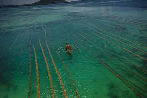 Better-Moments-Delano-Philippines-workshop-Palawan-seaweed-farmer-day-9-1