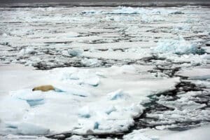 Lonely polar bear lying on pack ice, Svalbard, Norway.