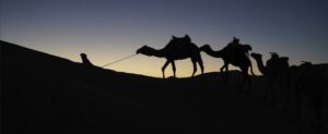 Moroccon Bedouin brings his camels home during sunset, Better Moments