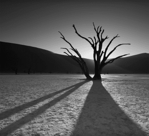 black and white skeletal trees in Deadvlei
