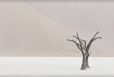 Deadvlei with skeletal trees and cracked ground