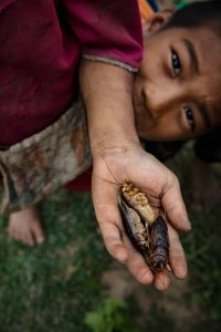 boy holds a few big insects in his hand