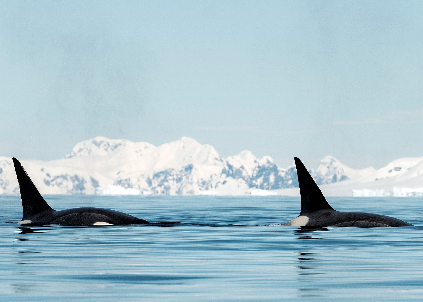two whales swimming in Antarctica