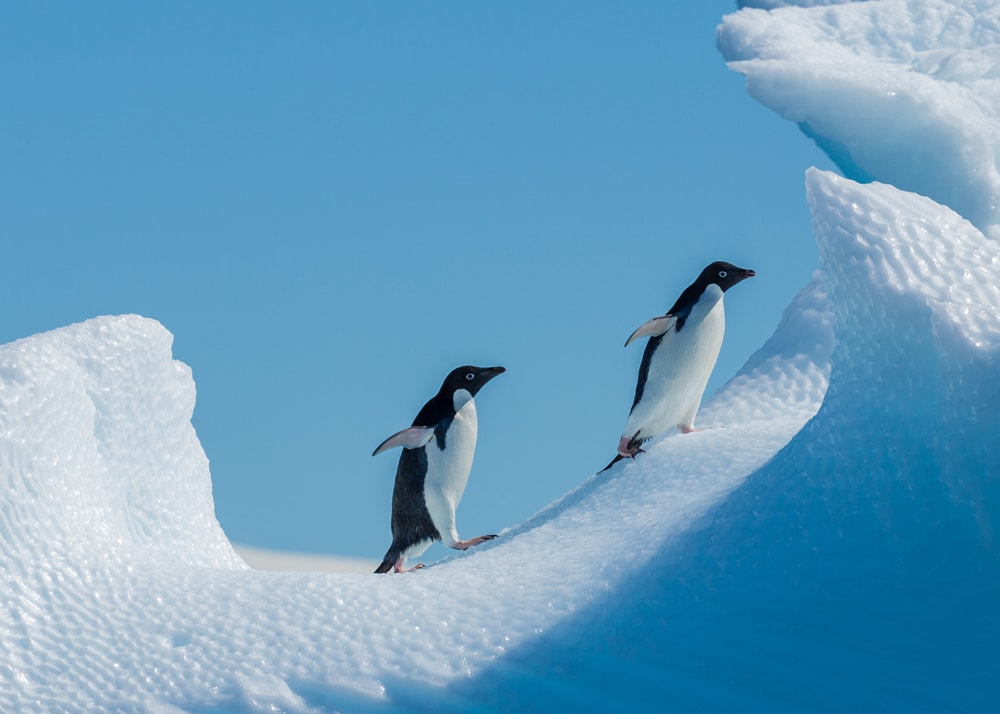 two penguins walking on snow