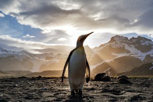 an emperor penguin standing tall against the sunlight