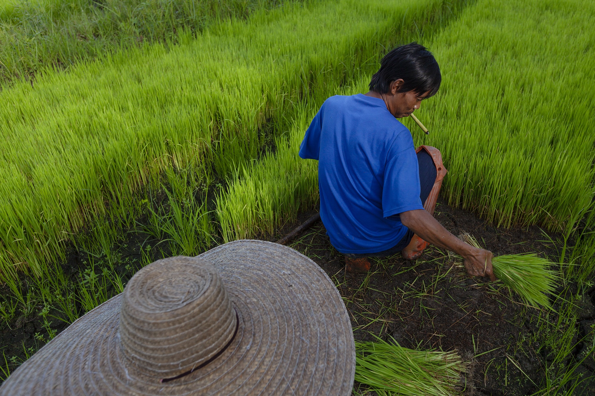 Rice farmers planting seedlings in the Chiang Mai area in the north Thailand